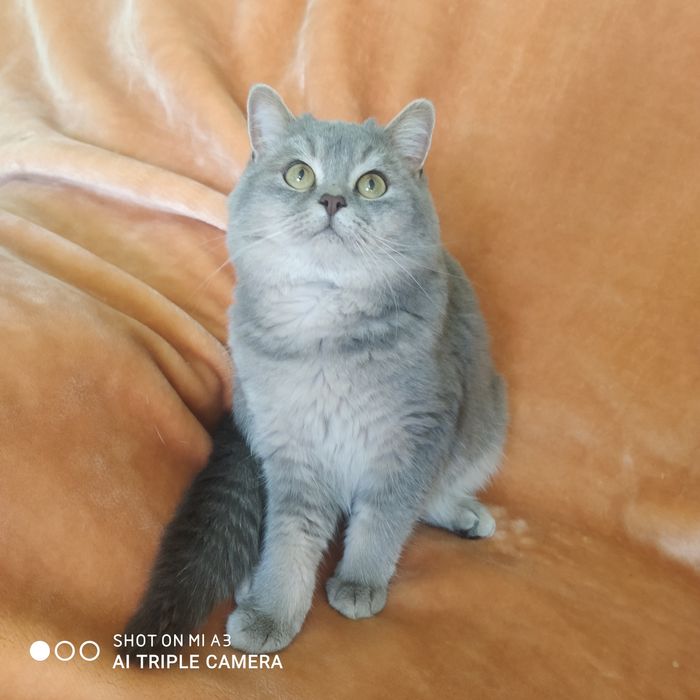 Кіт  запрошує на в'язку .