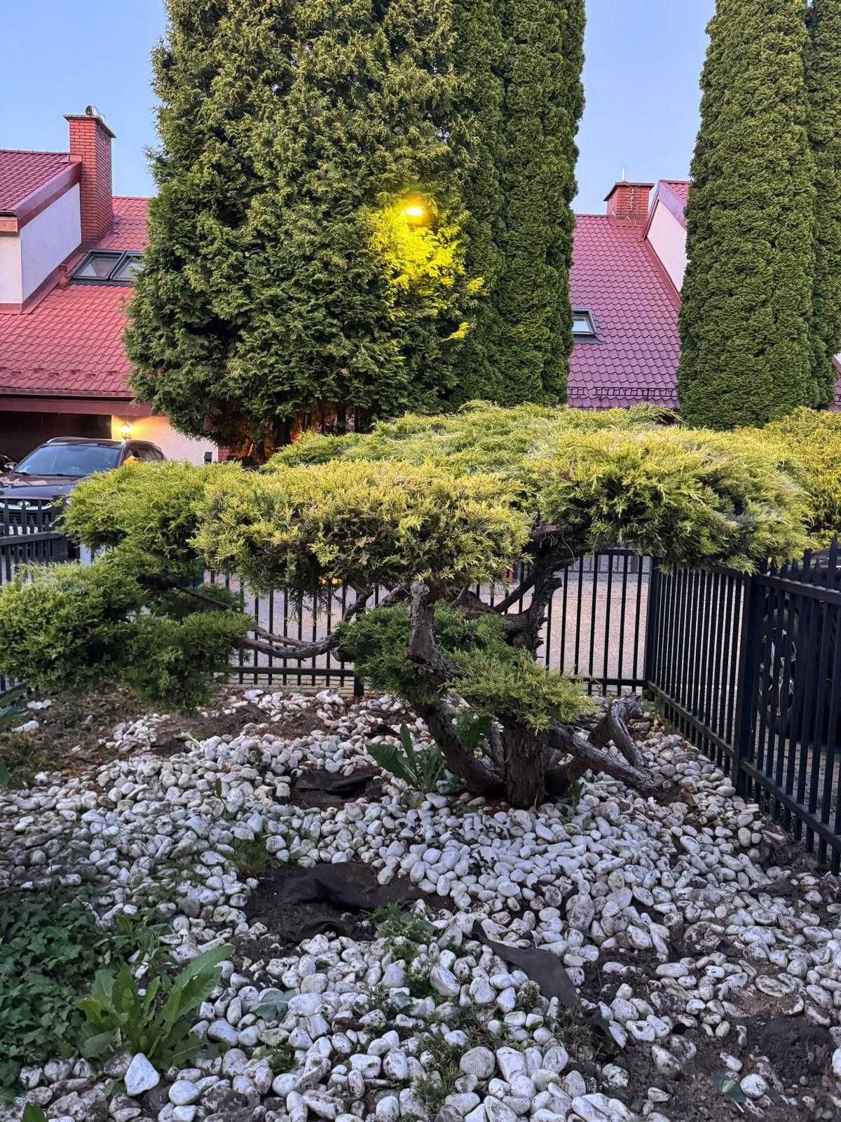 Krzak Jałowca w stylu bonsai, 170cm