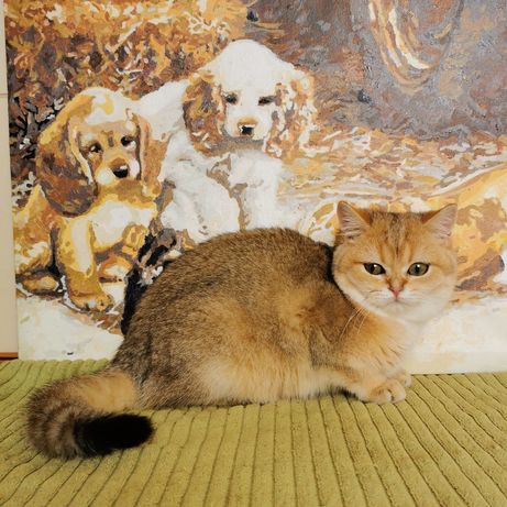 Кошечка золотая шиншилла в поисках семьи