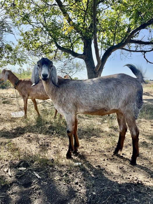 Козочка англо-нубийская коза