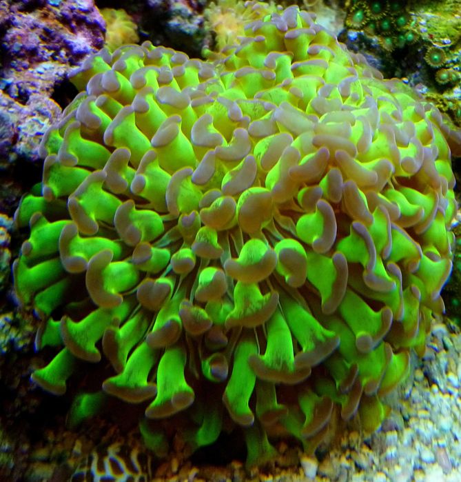 Euphyllia, euphylia glabrescens ancora paraancora