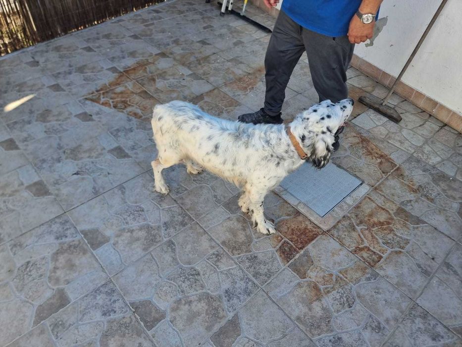 Setter Inglês — Macho — 2016 — Muito social, excelente companheiro