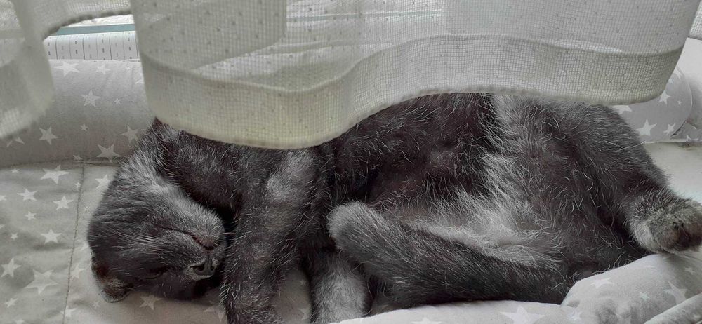 Cudny srebrny Dyzio szuka domu