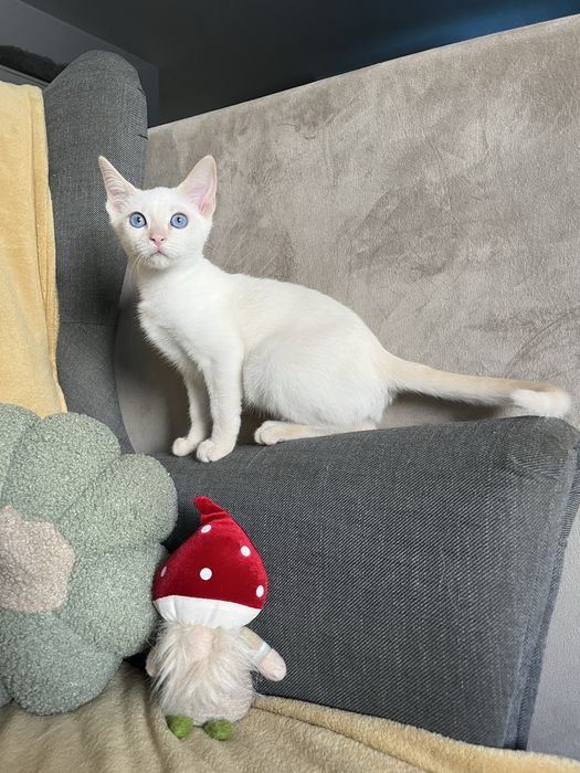 Kocurek tajski Geralt z legalnek hodowli