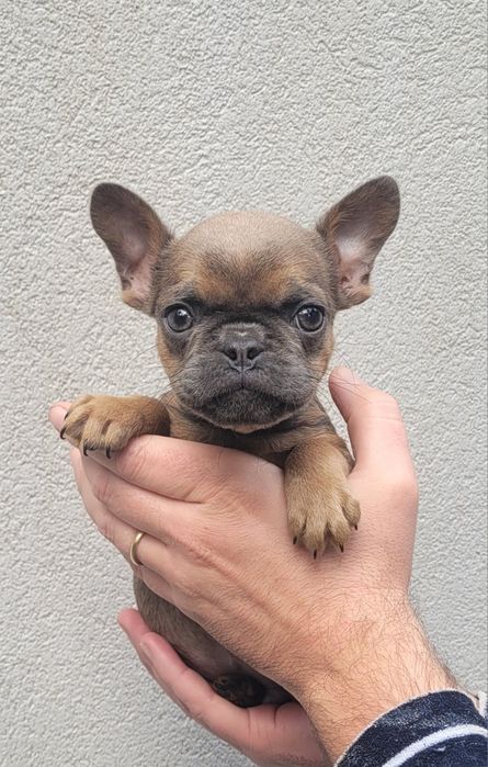 Bulldog exótico macho