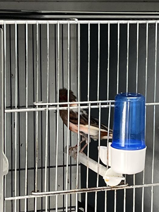 Arlequim portugues 2024