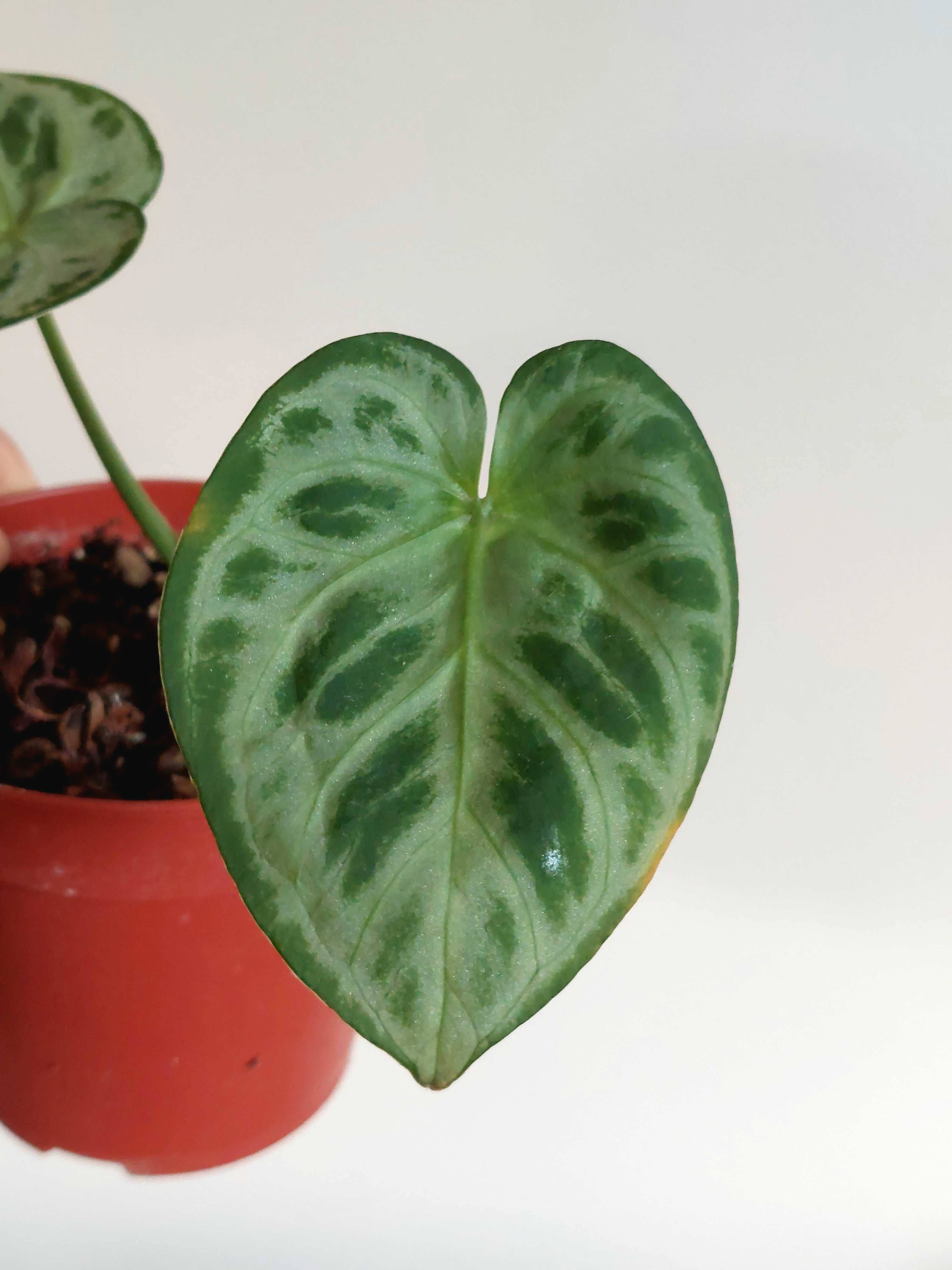 Planta Anthurium 'Silver Blush'