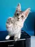 Maine Coon,  kotka, opcja, rodowód FPL