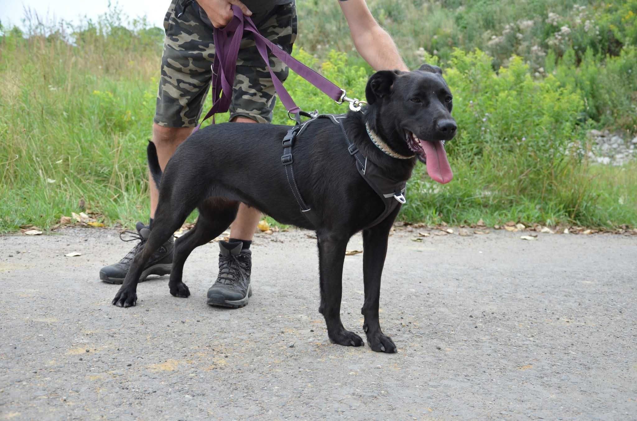 EMI czarna piękność w typie labrador ADOPCJA