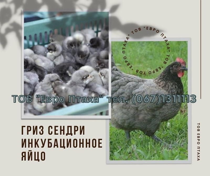 Инкубационное яйцо курицы Гриз  Синди