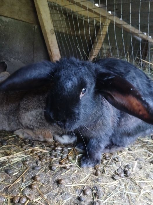 Кролі різного віку