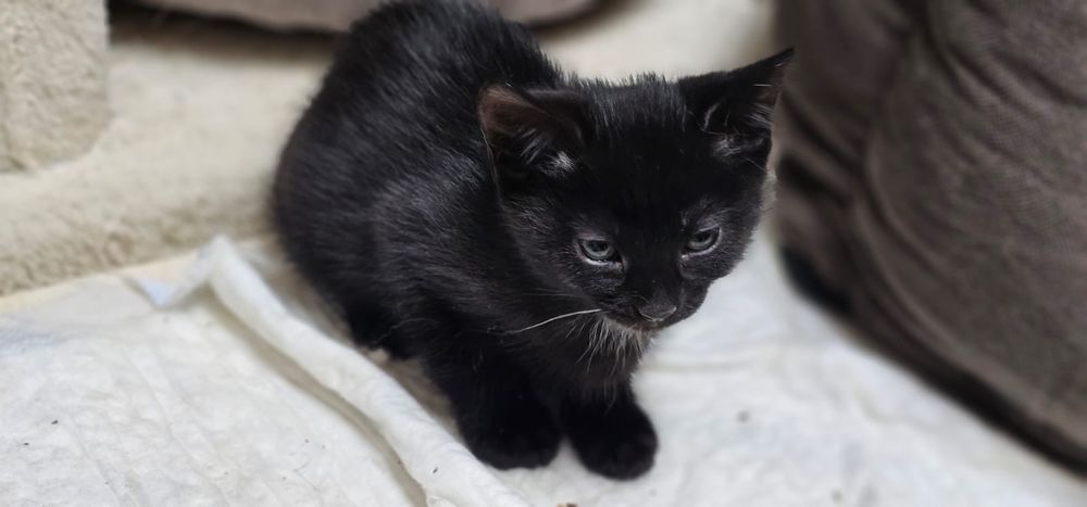 Віддамо кошеня в добрі руки 2-х місячне