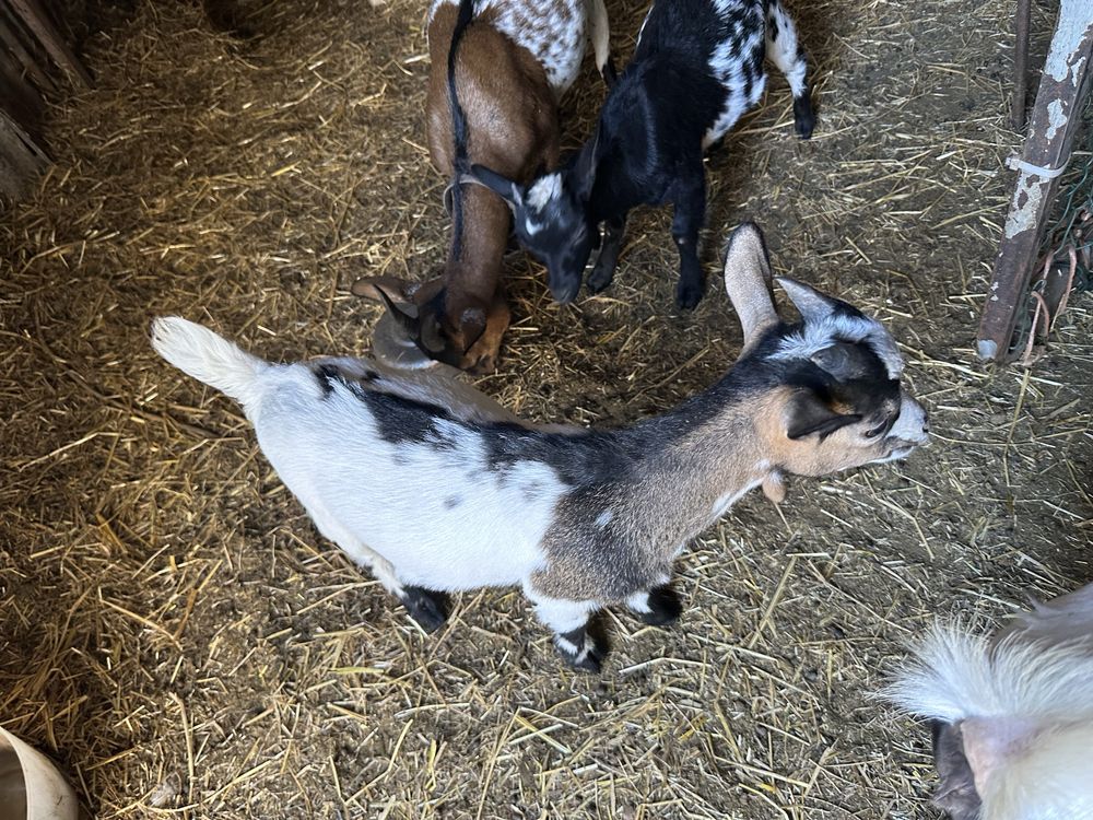 Cabrito Anão Tricolor com 3 meses