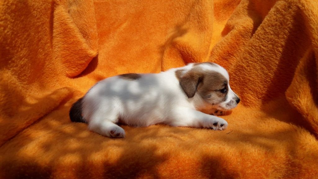 Jack Russell terrier ostatnia suczka