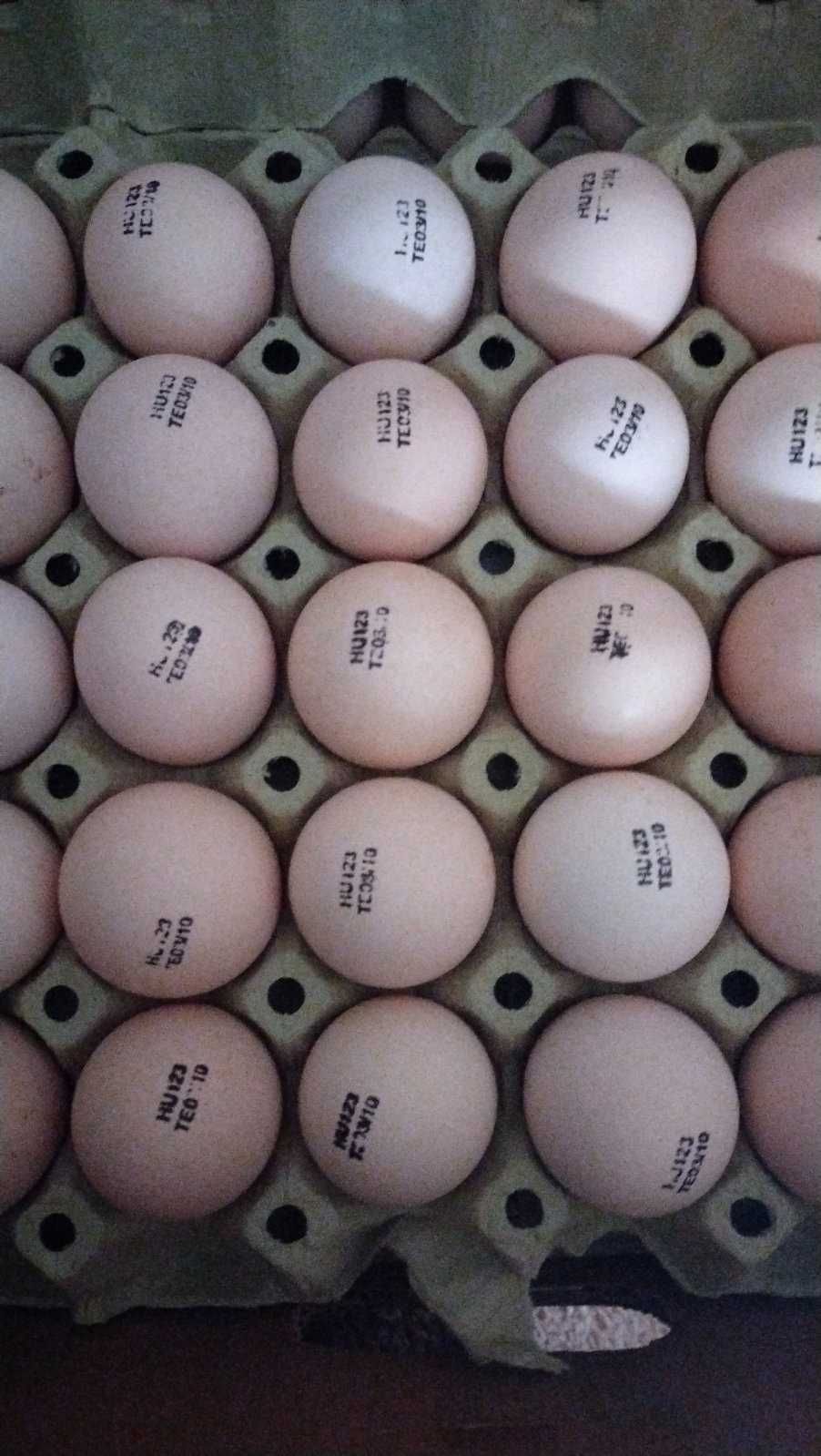 Яйце для інкубації м'ясояєчки