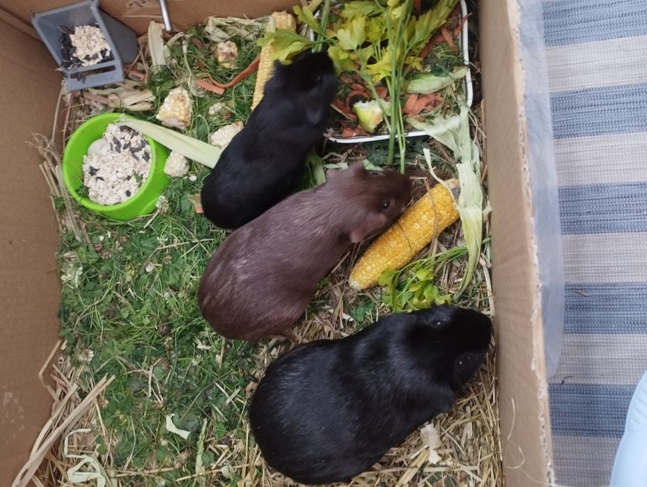 Морские свинки породы английский селф