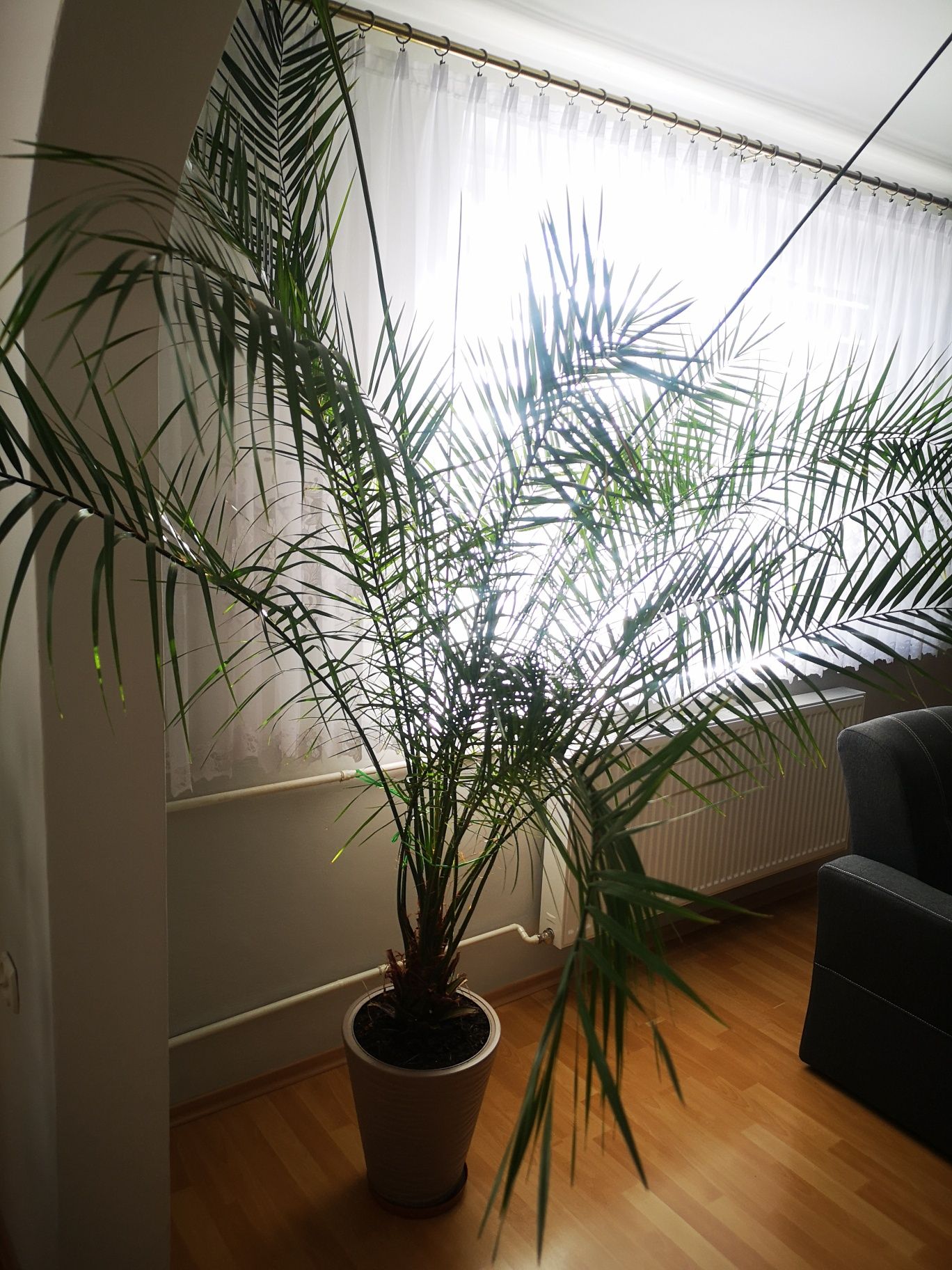 Daktylowiec Kanaryjski palma