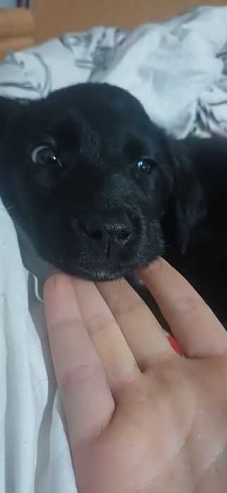 Szczeniaki oddam za darmo