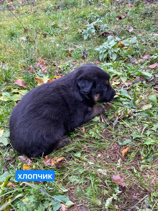 Цуценята відамо в добрі руки. безкоштовно