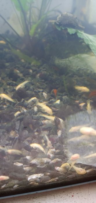 Białe glonojady albinosy