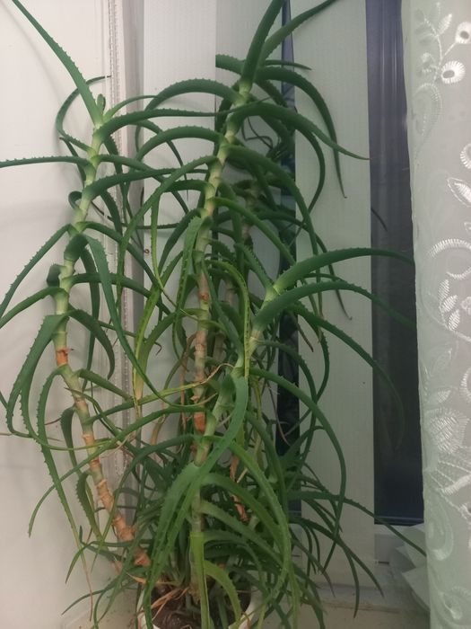 Алое вазон алоє більше 3 років