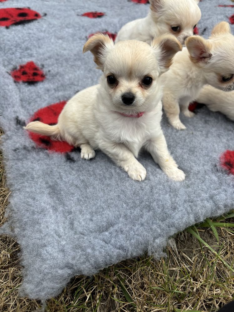 Chihuahua suczka długowłosa FCI