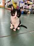 Котенок мальчик в поисках дома