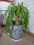 Nolina noga slonia