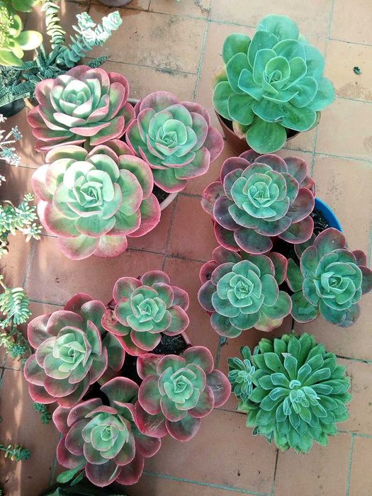 Mandalas raras e aeonium -  soculentas