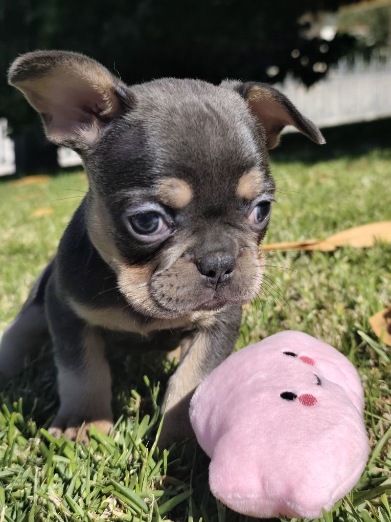 Buldogue francês femea