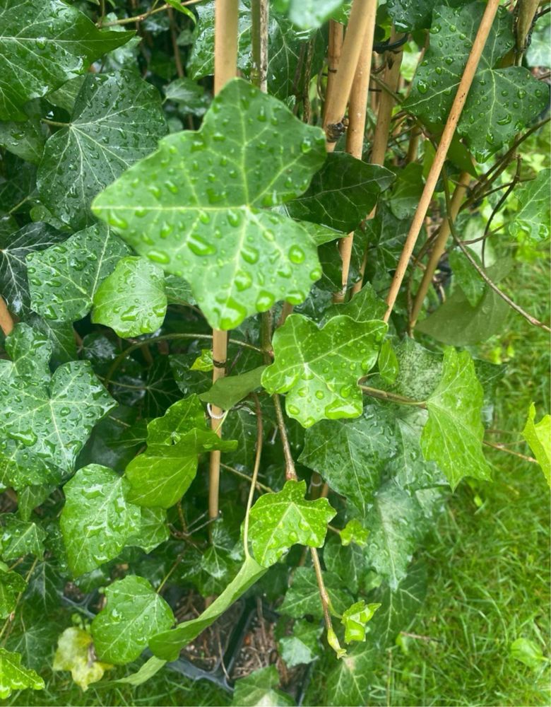 Bluszcz hedera helix 150-180 cm