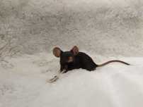 Mysz Rasowa Dumbo Satine Black (samiec) MASSON