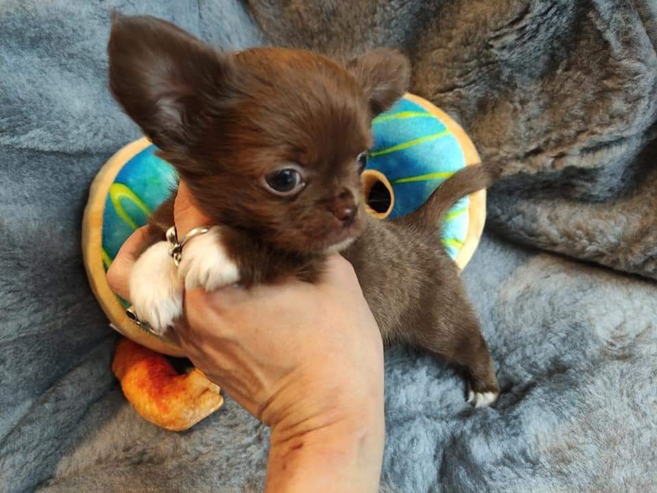 Cudowny mini piesek Chihuahua długowłosy czekoladowy.Rodowód4pokolenia