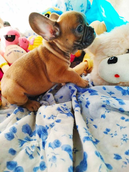 Щенки французского бульдога