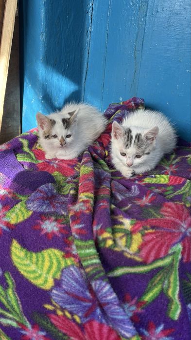 Кошенятка в добрі руки