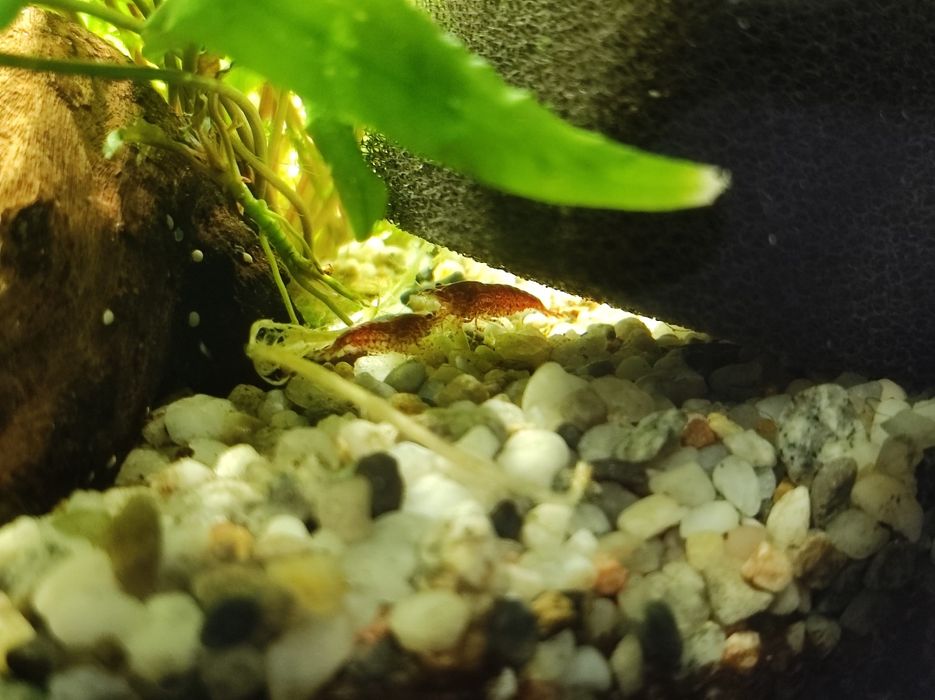 Akwarium Aquael 54l krewetkarium zestaw z życiem energooszczędne!