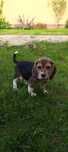 Beagel tricolor piesek z Rodowodem