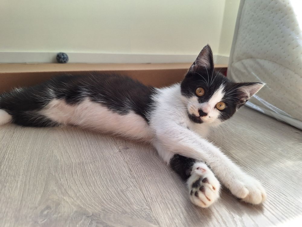 Thor gato 2,5meses para adopcao