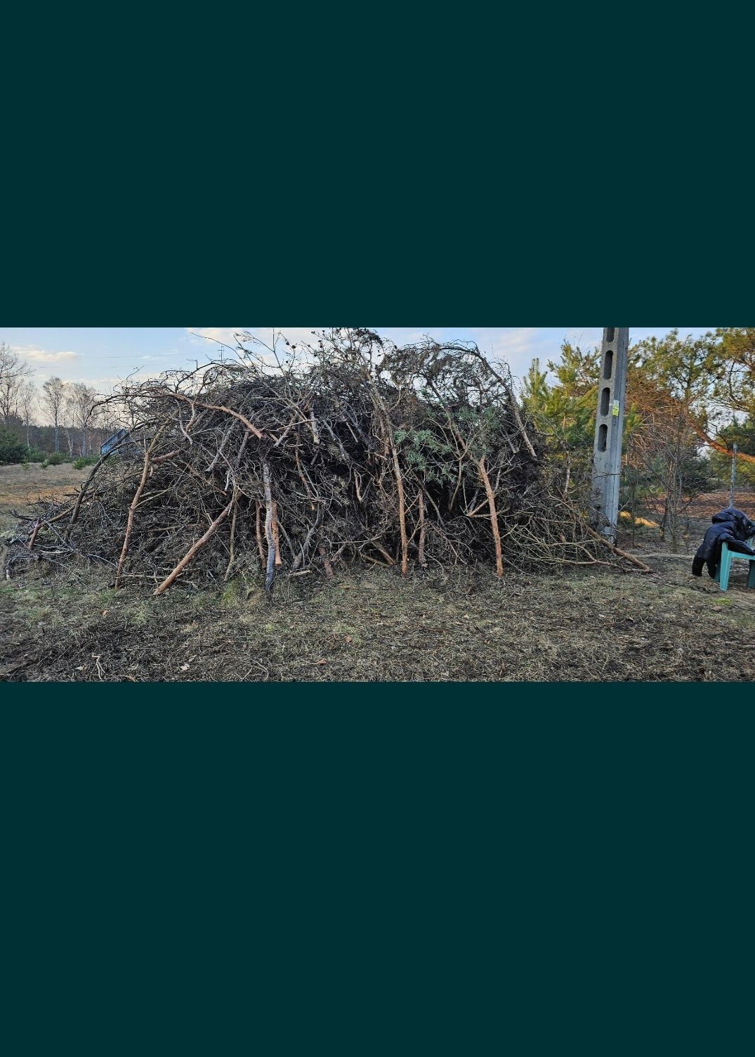 Gatęzie chrust po wycince