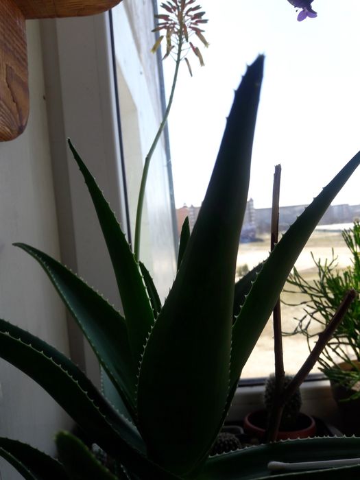 Алое великі різні: деревовидне.