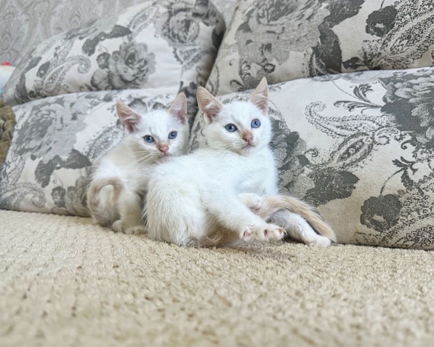 Классные Сиамочки)