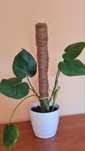 Monstera deliciosa na paliku