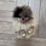 Pomeranian merle mini sunia