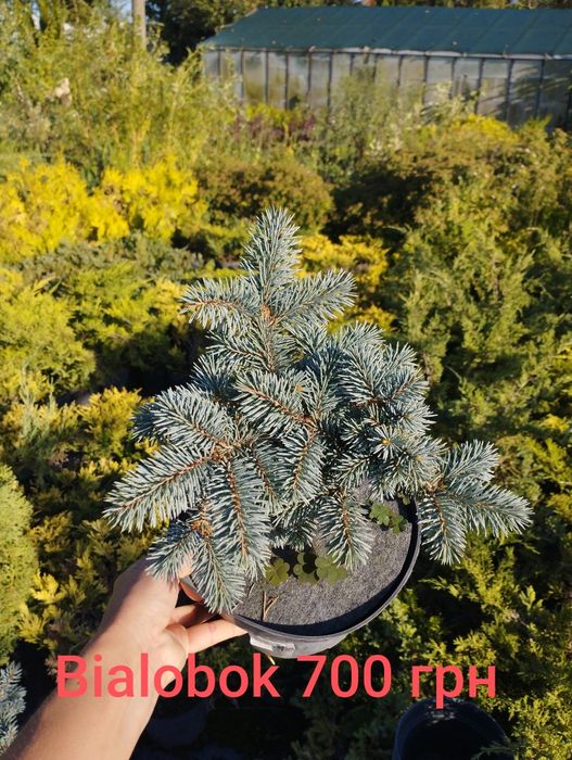 Сосни ялини і ялиці