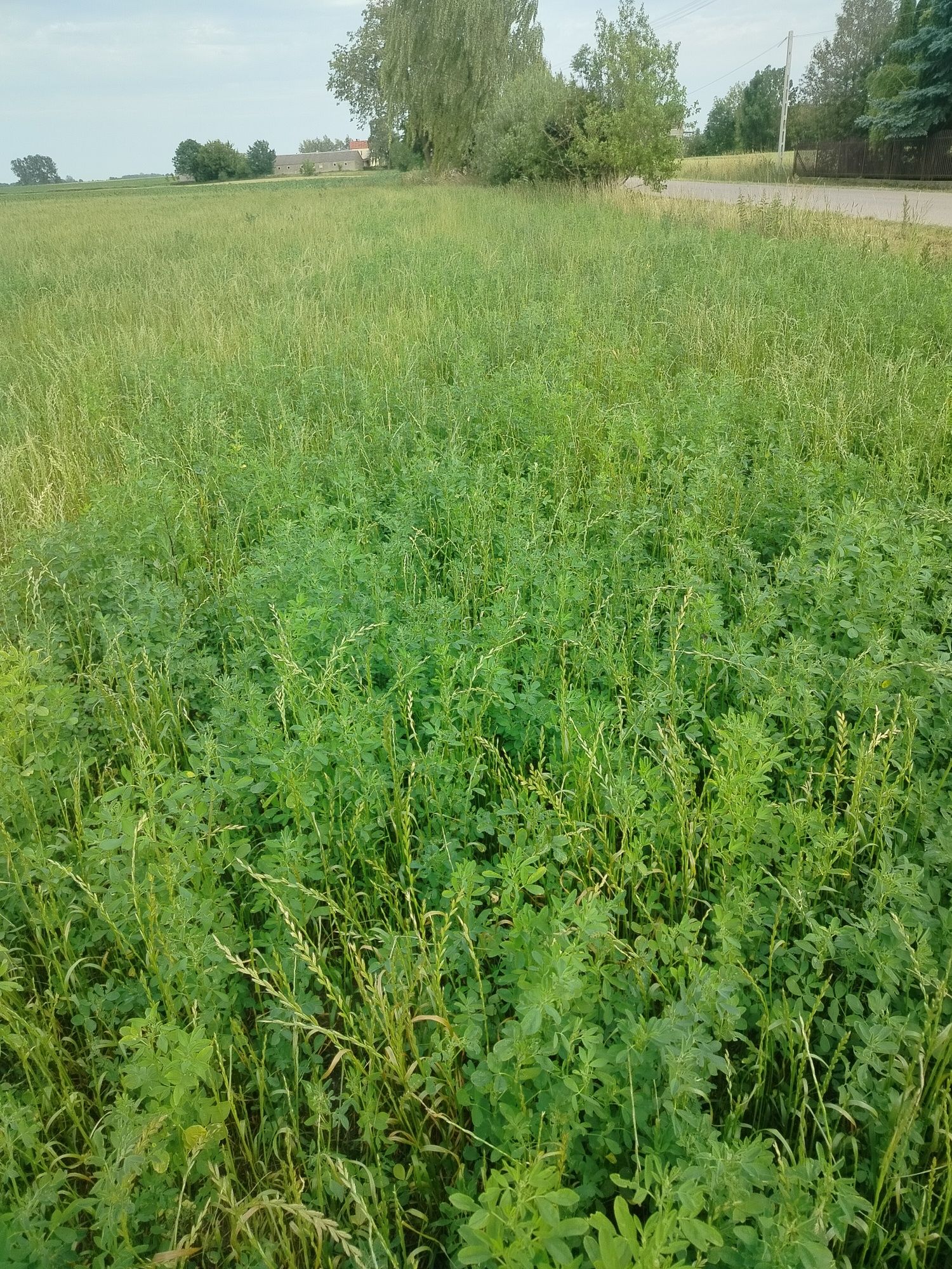 Sprzedam lucernę z trawą 3: 80