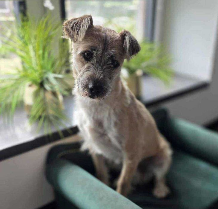 SKIPPER mały piesek szuka domu