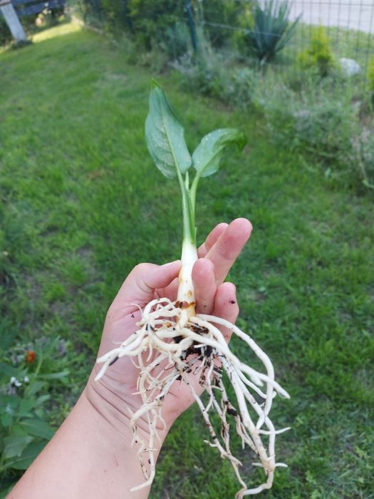 aglaonema maria piękna roślina kolekcjonerska