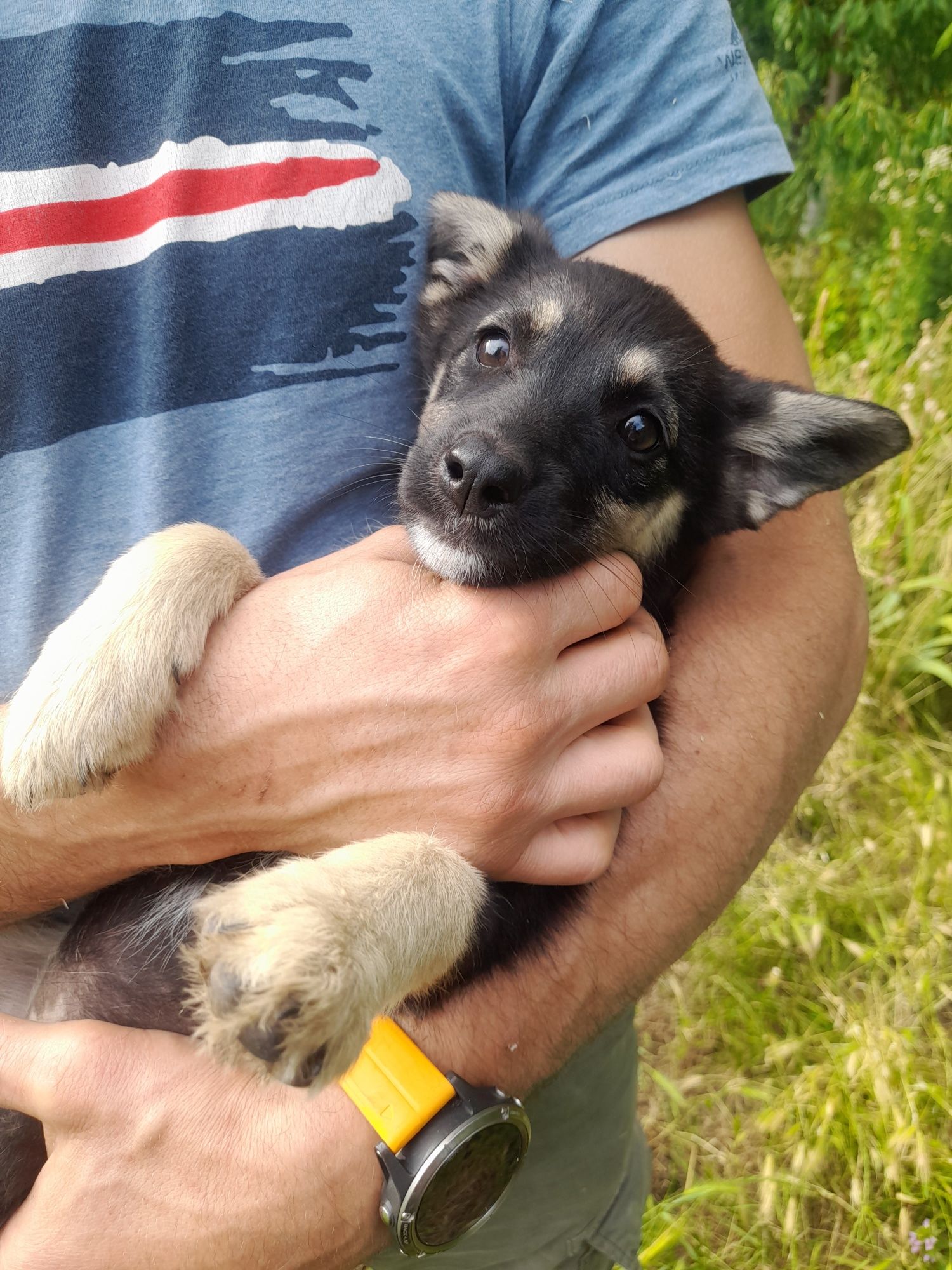 Віддам цуциків у добрі руки