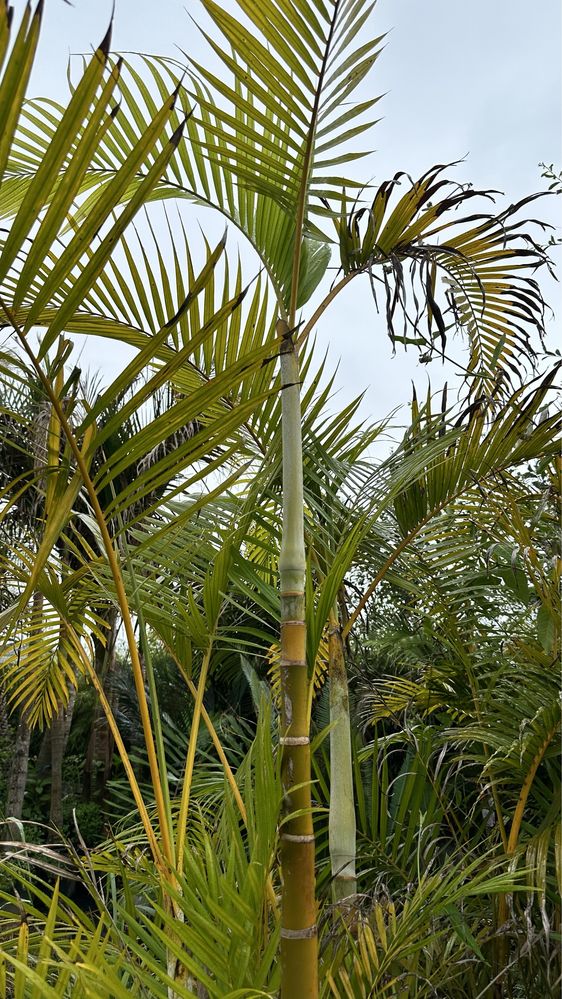 PALMEIRA-ARECA *Dypsis lutescens*