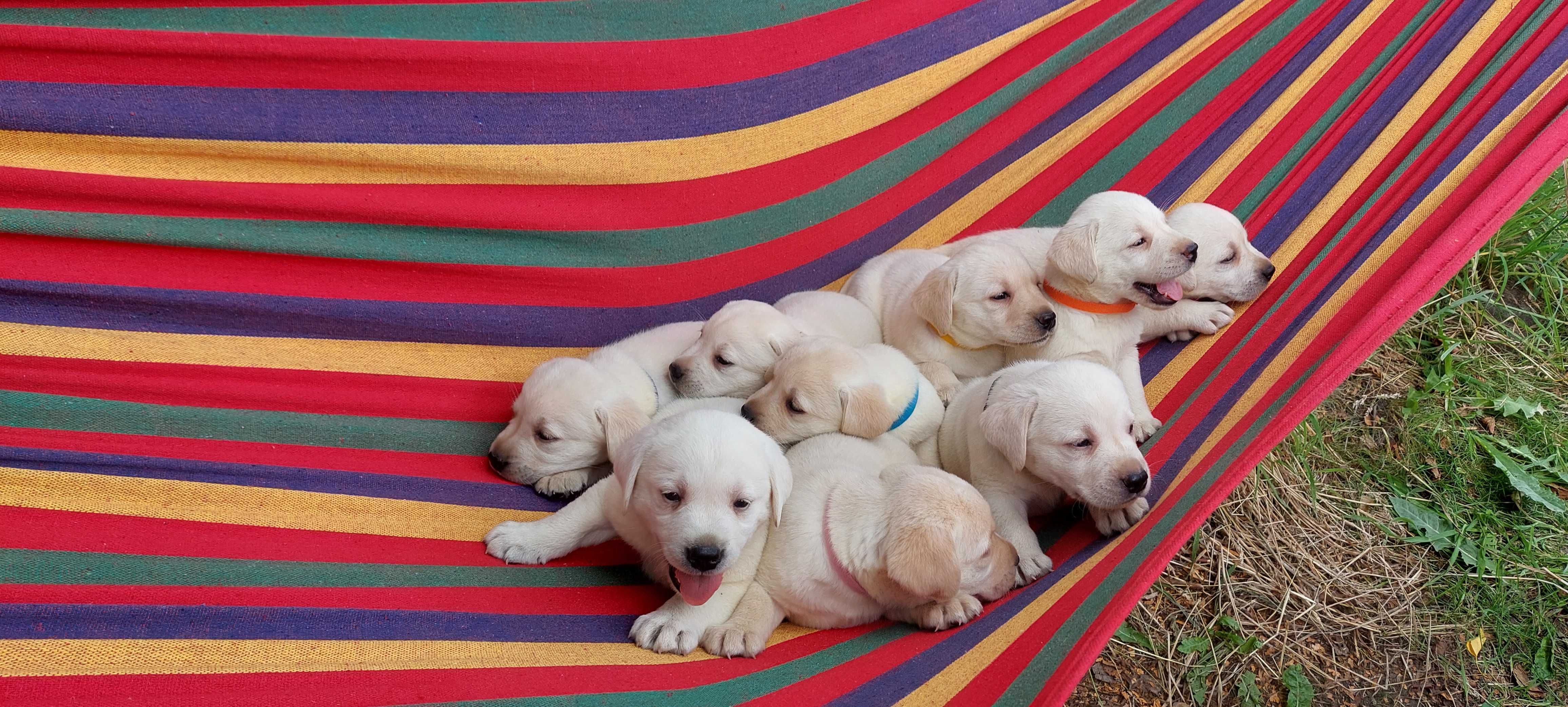 Labrador retriever czarne biszkoptowe Labradory Rasowe